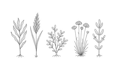 Fototapeta na wymiar Delicate line art of various plants and herbs