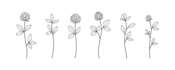 Line art clover flowers: elegant botanical sketches in bloom