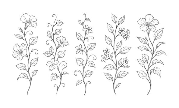Elegant floral line art of delicate botanical designs featuring graceful flowers and leaves