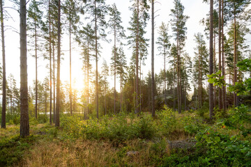 Obraz premium Sunrise in the Swedish Wilderness