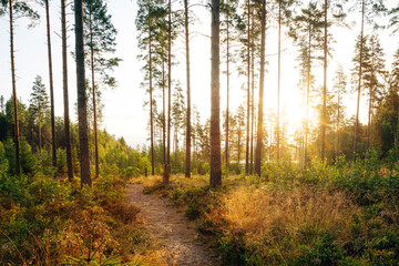 Sunrise in the Swedish Wilderness