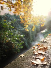 Yellow maple leaves in autumn park. Colors of autumn