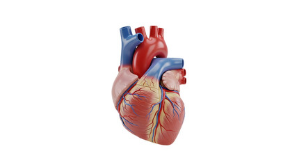 Detailed 3D anatomical heart model showcasing the complex cardiovascular system, perfect for medical presentations, educational resources, and health concepts.