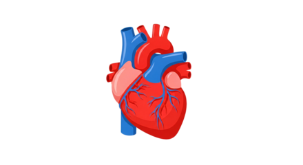Vibrant, detailed anatomical heart illustration showcasing human cardiovascular system for medical, educational, and health concepts
