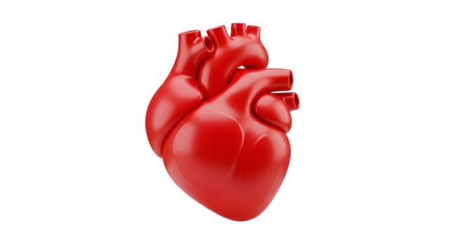 Vibrant red human heart anatomical model isolated on black, perfect for medical presentations, healthcare visuals, and educational content