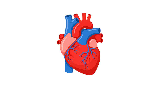 Vibrant, detailed anatomical heart illustration showcasing human cardiovascular system for medical, educational, and health concepts