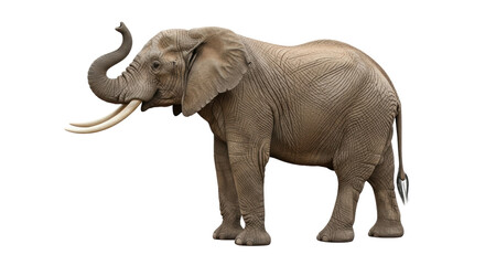 Obraz premium Isolated African Elephant