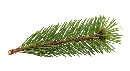 Isolated Fir Branch
