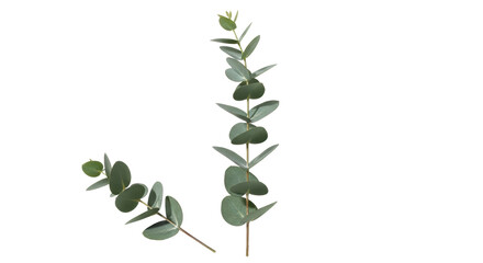 Isolated Eucalyptus Branches with Green Leaves © Maria