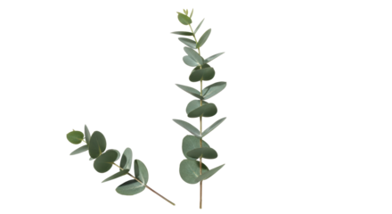 Isolated Eucalyptus Branches with Green Leaves