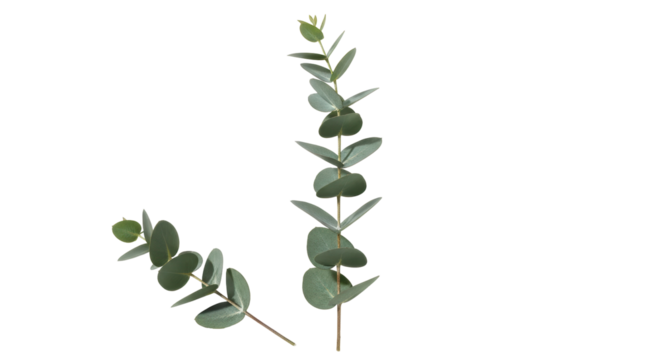 Isolated Eucalyptus Branches with Green Leaves