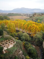 Bright yellow maple trees and mountain landscape of Ronda. Autumn in Andalusia, Spain.