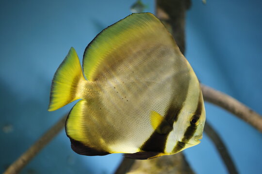 Rbicular batfish (Platax orbicularis), also known as the cooper batfish, circular batfish, orbiculate batfish, round batfish, narrow-banded batfish or orbic batfish is a species of marine ray-finned f