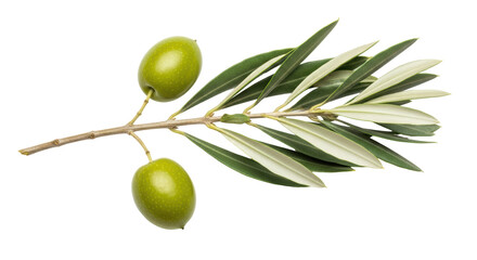 Isolated Olives Branch