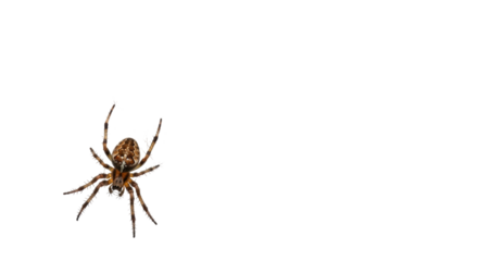 Isolated Garden Spider Suspended