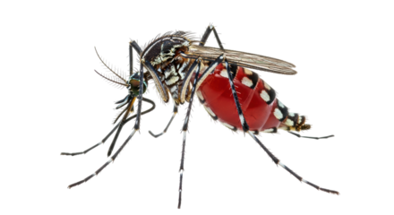 Isolated Mosquito Blood Sucking