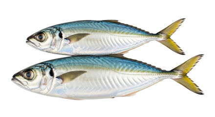 Isolated Mackerel Fish