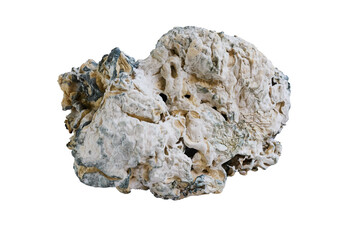 Enigma mushroom growing on transparent background