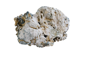 Enigma mushroom growing on transparent background