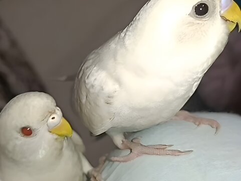 Two white budgies perched indoors, one with dark eyes and the other with striking red eyes. Close-up shot capturing their soft feathers, beaks, and curious expressions.