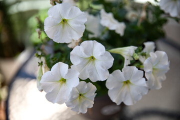 Fototapeta premium apple tree flowers