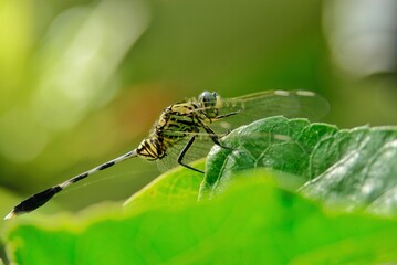 Close-up macro photograph of a dragonfly perched on a green leaf with detailed transparent wings, ideal for science, biology, entomology, ecology, and environmental concepts