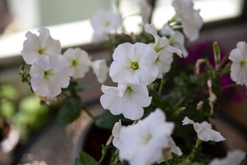 white flowers in the garden