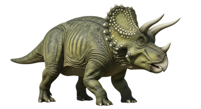 Isolated Triceratops