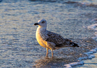Close-up of a Great black-backed gull (Larus marinus) on the beach sand