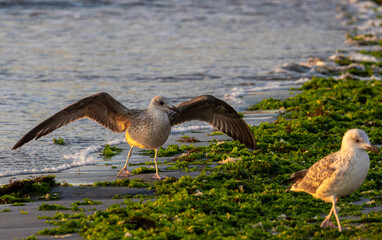 A male seagull running after a female seagull on the beach sand, mating ritual