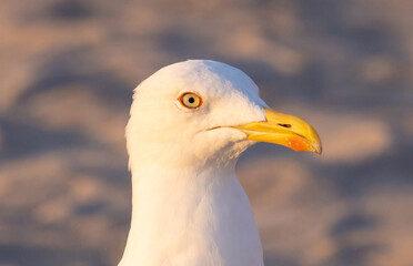 Close-up portrait of a Yellow-legged Gull (Larus michahellis)