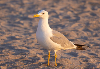 Close-up of a Yellow-legged Gull (Larus michahellis) on the sand