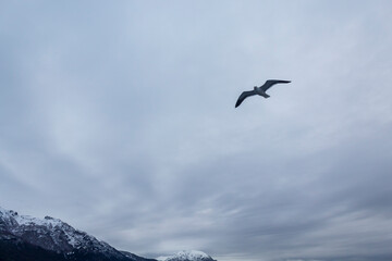 seagull flying over the mountains Bariloche Argentina Patagonia