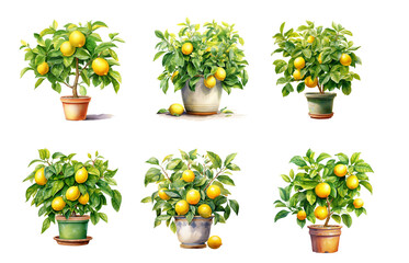 Potted Lemon Tree Clipart – 6 Watercolor Citrus Plants in Ceramic and Clay Pots, Garden & Botanical Illustration PNG
