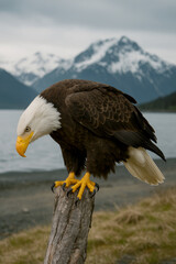 Fototapeta premium AI-Generated Image of a majestic bald eagle perched on a weathered tree stump against a dramatic Alaskan backdrop.