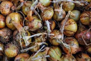 Fresh organic onions after harvest – natural farm vegetables with soil and dry stems, rustic autumn crop background for healthy food and agriculture concept