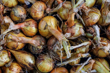 Fresh organic onions after harvest – natural farm vegetables with soil and dry stems, rustic autumn crop background for healthy food and agriculture concept