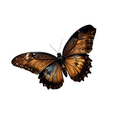 Close up of a brown and orange butterfly with intricate wing patterns on a black background