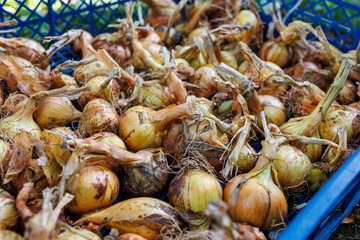 Fresh organic onions stored in a blue plastic crate – rustic autumn harvest of farm vegetables with soil and dry stems