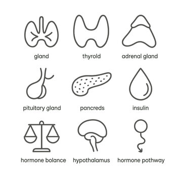 Endocrine System Icons. Line style icons of hormone and endocrine system: gland icon, thyroid shape, adrenal gland, pituitary