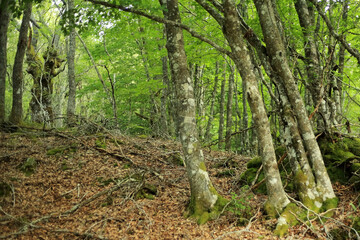 Beech Forest of Pardomino