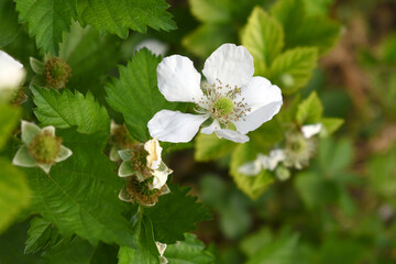 Blackberry flowers blooming in the garden, Beautiful in spring bloom garden. Blackberry bush with white flowers, Blossoming blackberry bush and bee, sunny spring day, Chakwal, Punjab, Pakistan