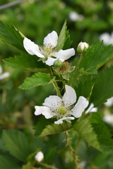 Blackberry flowers blooming in the garden, Beautiful in spring bloom garden. Blackberry bush with white flowers, Blossoming blackberry bush and bee, sunny spring day, Chakwal, Punjab, Pakistan