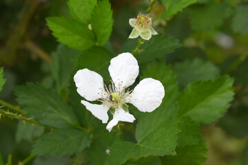 Blackberry flowers blooming in the garden, Beautiful in spring bloom garden. Blackberry bush with white flowers, Blossoming blackberry bush and bee, sunny spring day, Chakwal, Punjab, Pakistan