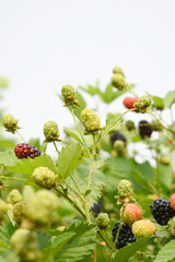 Natural food - fresh unripe blackberries in a garden. Bunch of unripe blackberry fruit, Rubus fruticosus - on branch with green leaves on a farm. Closeup, blurred background. Chakwal, Punjab, Pakistan
