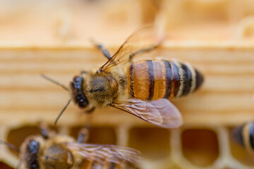 honey bee closeup with shiny body macro shoot close up 