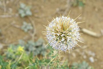 Echinops sphaerocephalus, Echinops sphaerocephalus known as Great Globe Thistle or Pale Globe Thistle, A summer plant in the wild in a meadow, Wild flower with thorns and spines bloomed