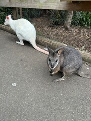 Wallaby