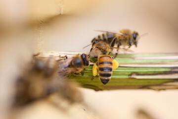Honey Bee with Pollen Baskets Collecting Pollen – Macro Shot