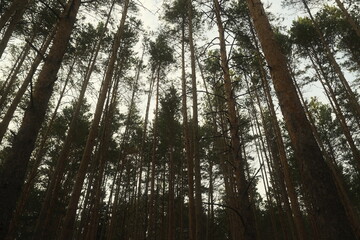 sun rays through trees